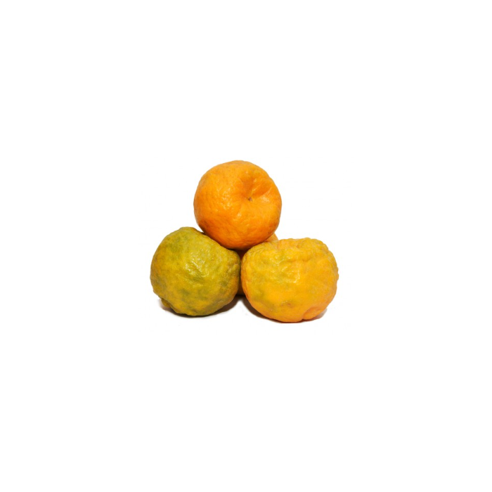  Kamala  Orange 